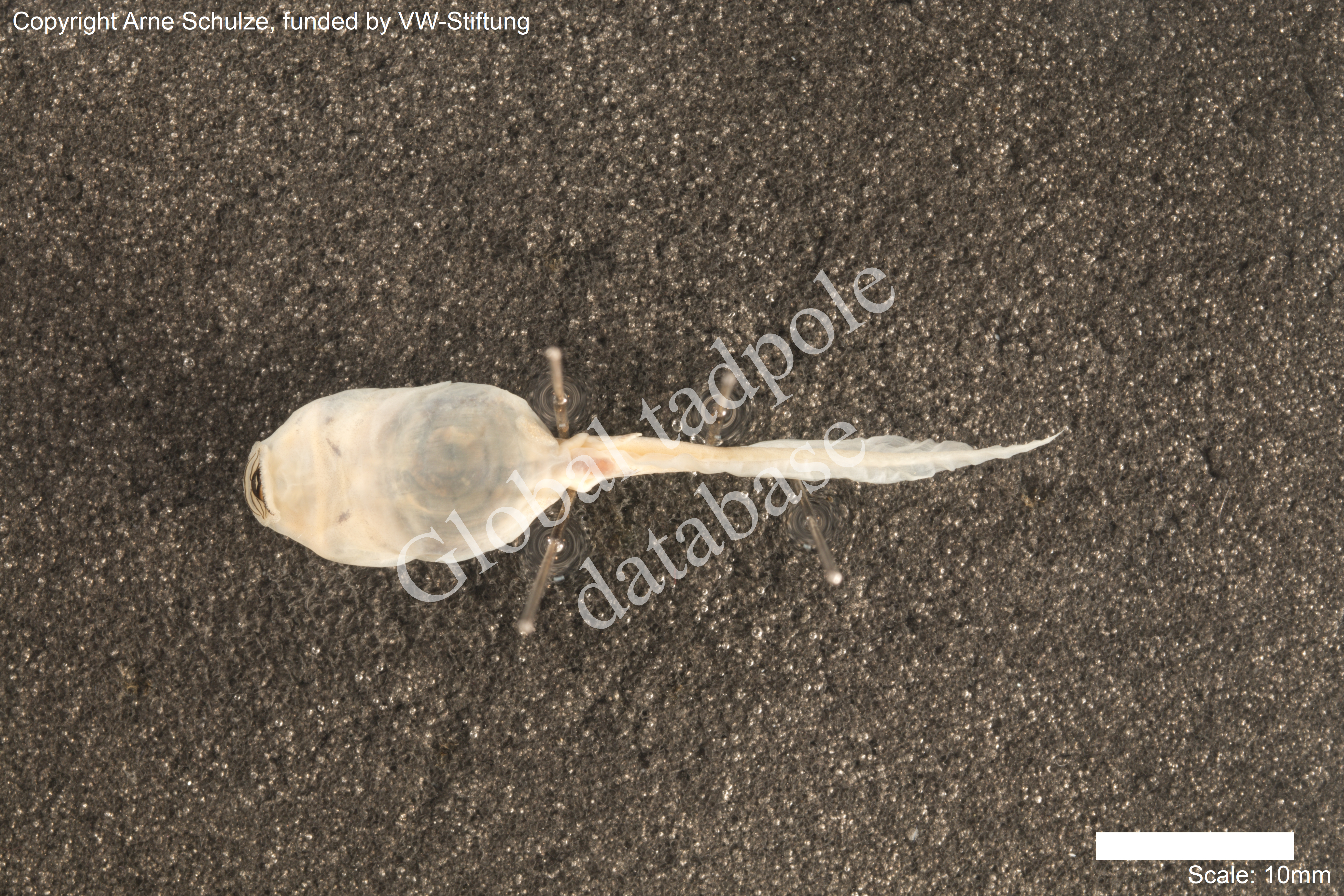 Sorry, no picture available